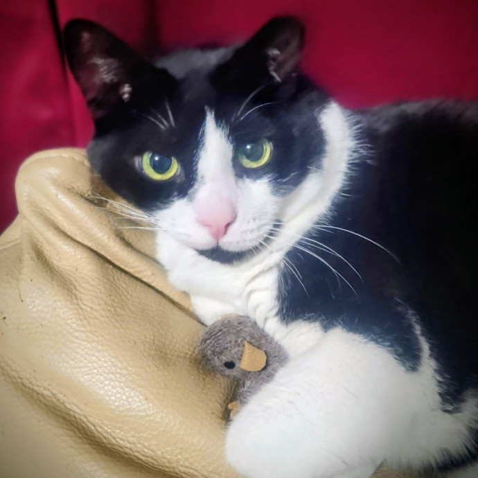 The Furr-Motional Support Cat Sitter