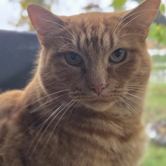 The Furr-Motional Support Cat Sitter