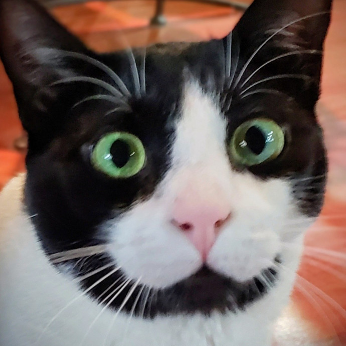 The Furr-Motional Support Cat Sitter