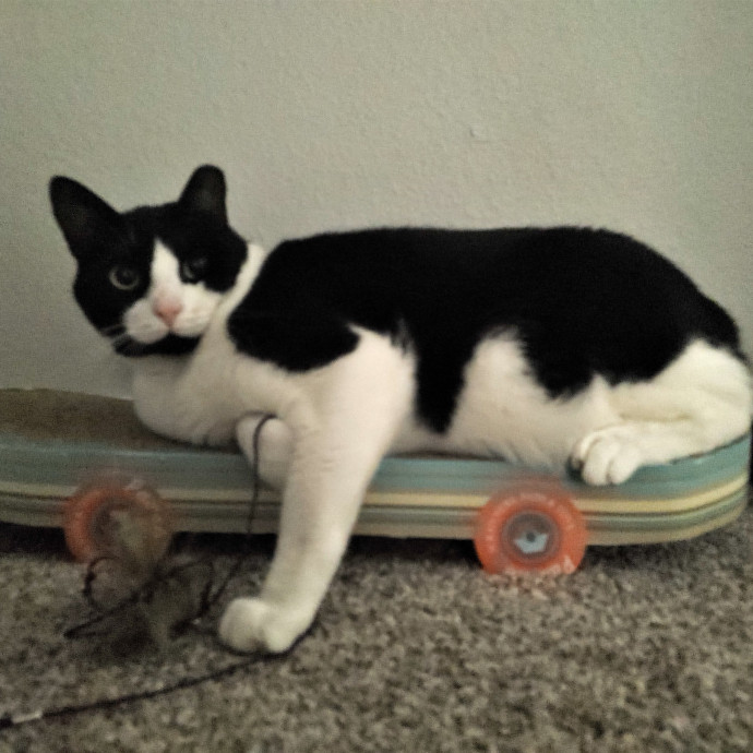 The Furr-Motional Support Cat Sitter