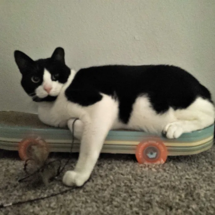 The Furr-Motional Support Cat Sitter