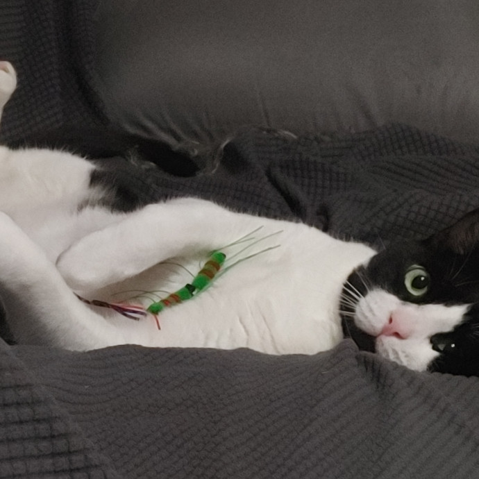 The Furr-Motional Support Cat Sitter
