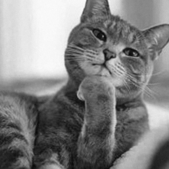The Furr-Motional Support Cat Sitter