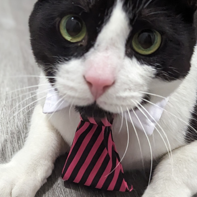 The Furr-Motional Support Cat Sitter photo 3