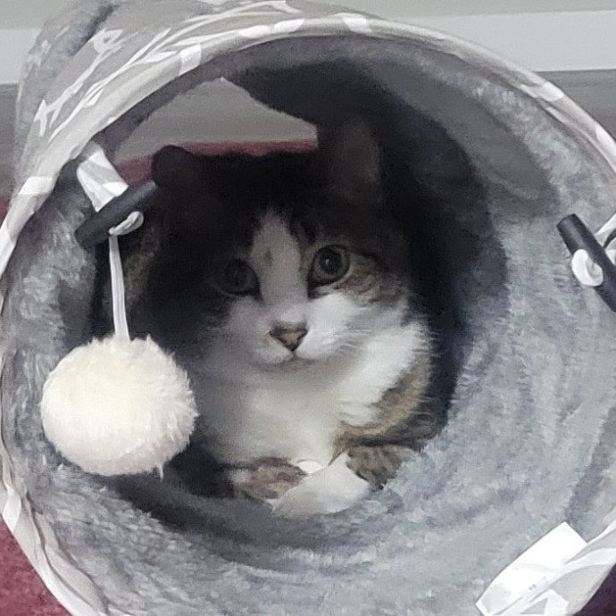 The Furr-Motional Support Cat Sitter photo 2