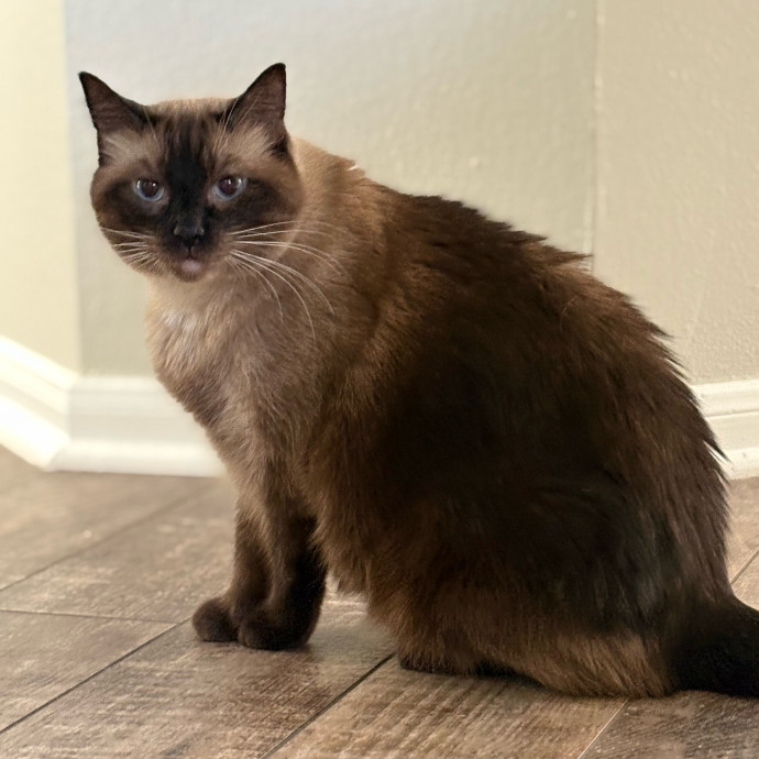 Lily The Purrsonal Cat Friend