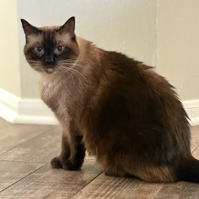 Lily The Purrsonal Cat Friend