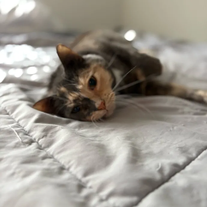 Lily The Purrsonal Cat Friend