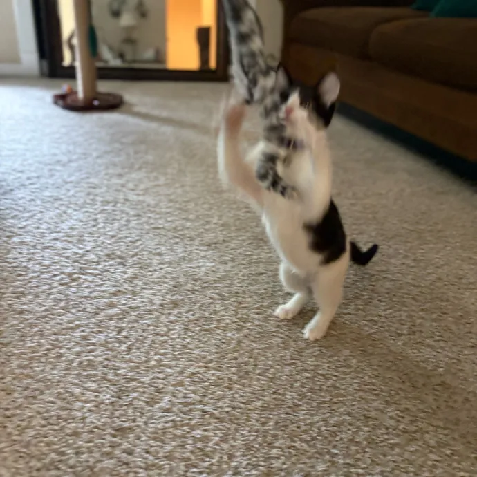 Lily The Purrsonal Cat Friend