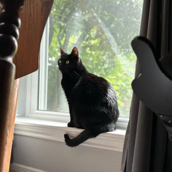 Lily The Purrsonal Cat Friend