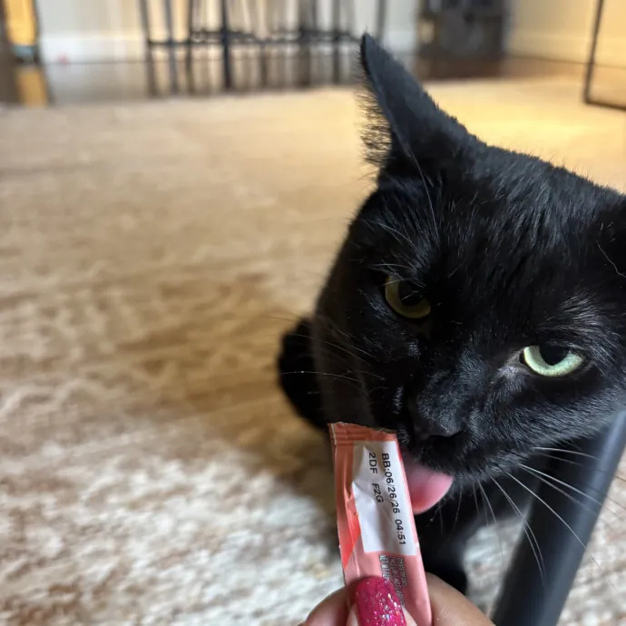 Lily The Purrsonal Cat Friend