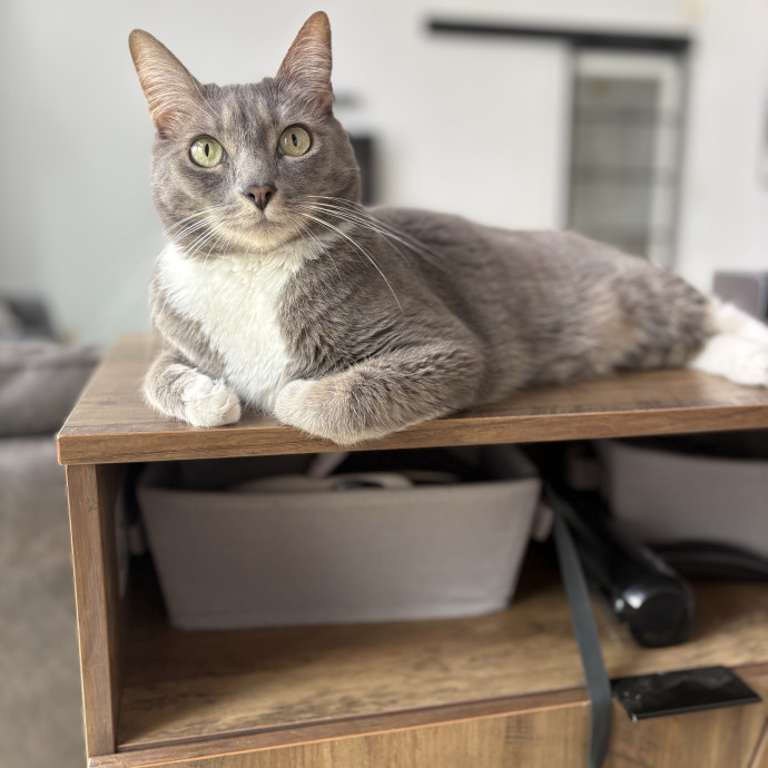 Lily The Purrsonal Cat Friend