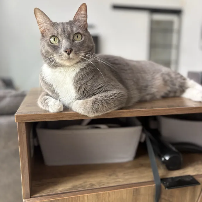 Lily The Purrsonal Cat Friend