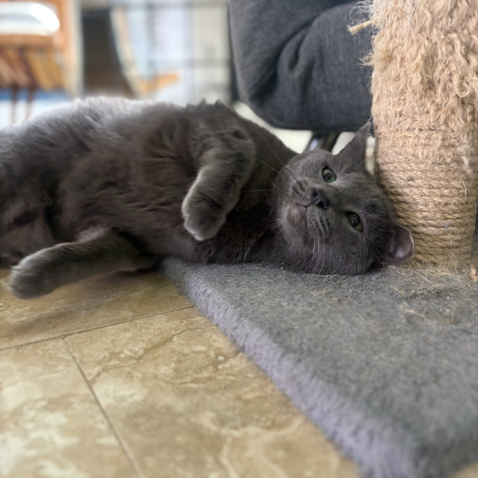 Lily The Purrsonal Cat Friend