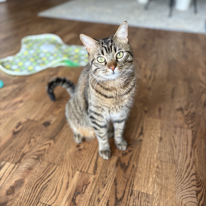 Lily The Purrsonal Cat Friend