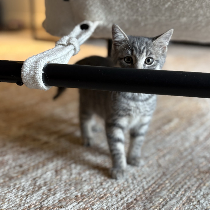 Lily The Purrsonal Cat Friend
