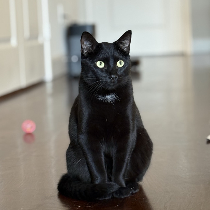 Lily The Purrsonal Cat Friend
