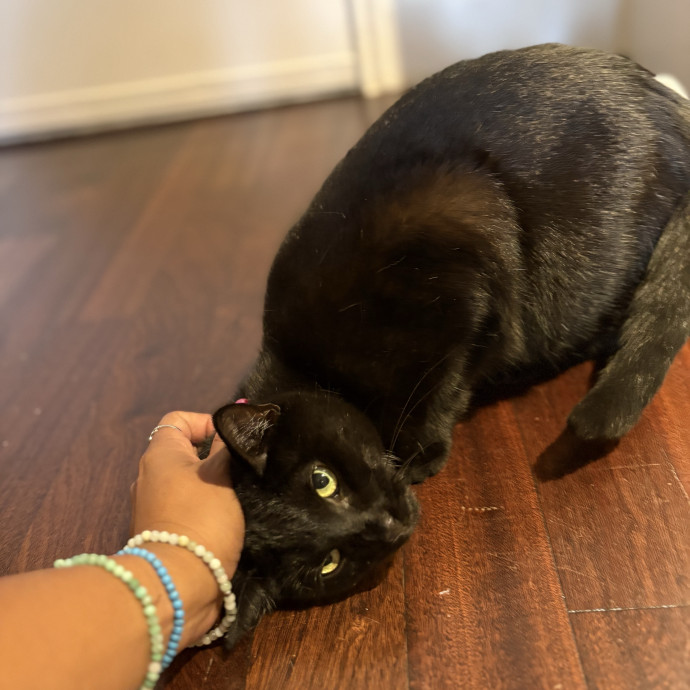 Lily The Purrsonal Cat Friend