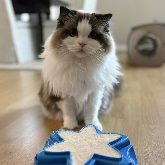 Lily The Purrsonal Cat Friend