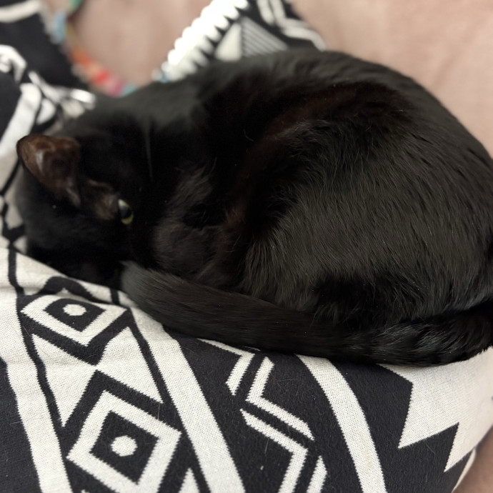 Lily The Purrsonal Cat Friend