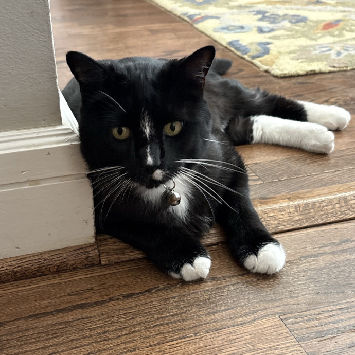 Lily The Purrsonal Cat Friend photo 3