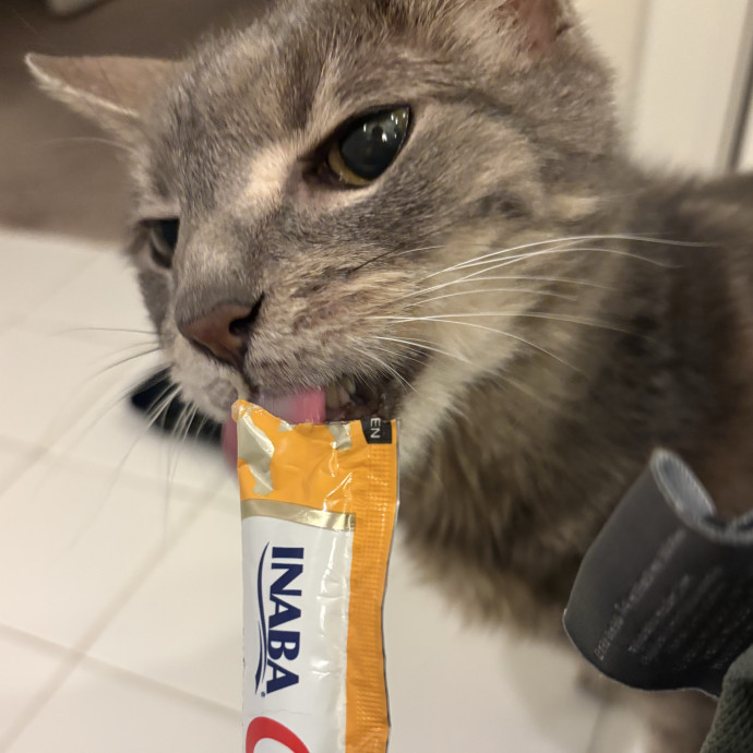 Lily The Purrsonal Cat Friend photo 2