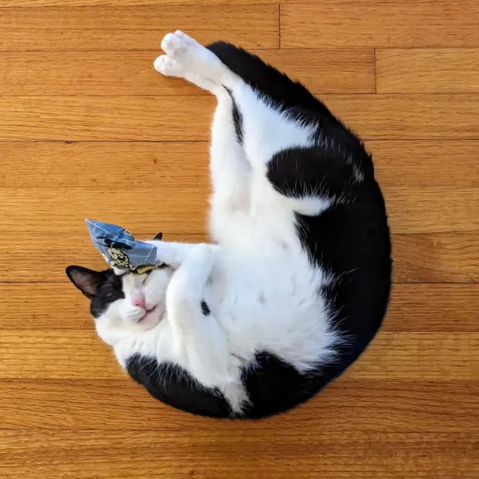 Orlando's Cat Whisperer