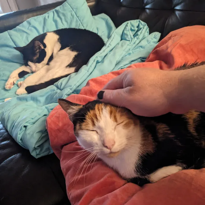 Orlando's Cat Whisperer