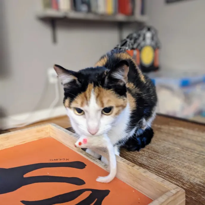 Orlando's Cat Whisperer