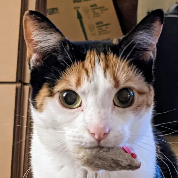 Orlando's Cat Whisperer