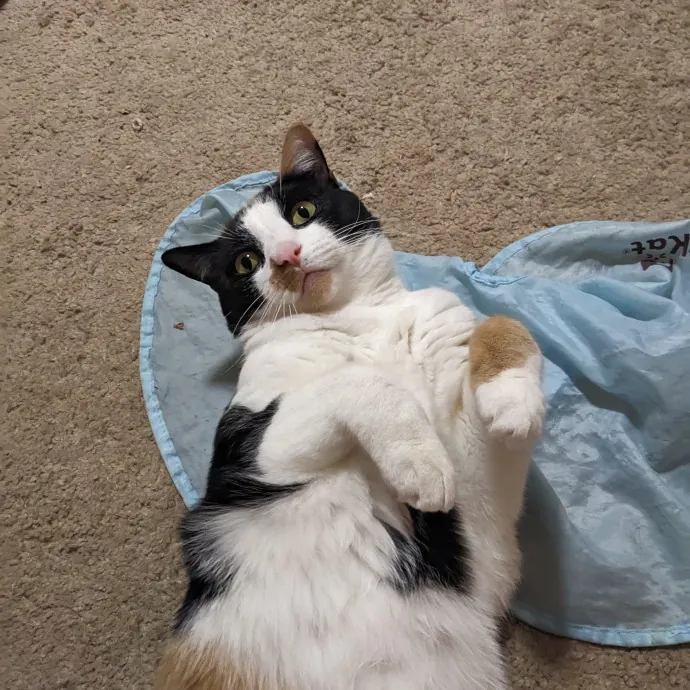 Orlando's Cat Whisperer