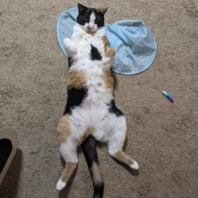 Orlando's Cat Whisperer