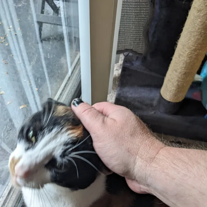 Orlando's Cat Whisperer