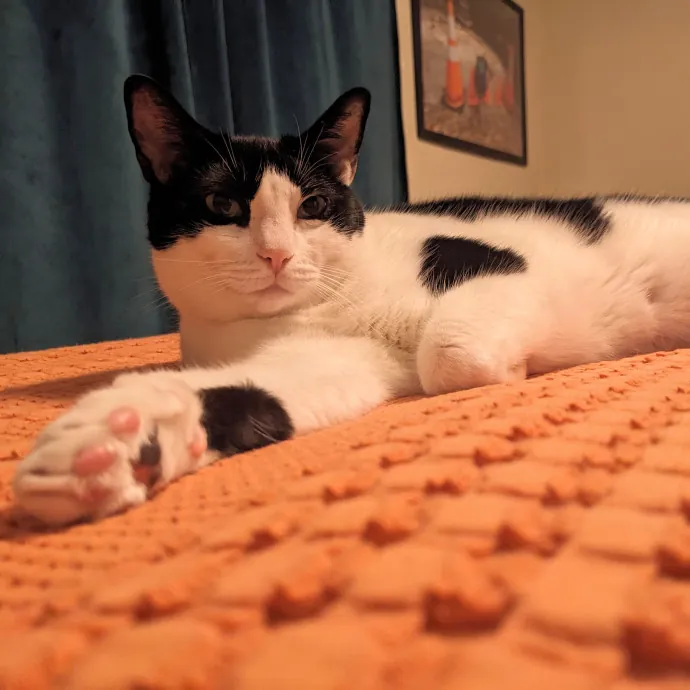 Orlando's Cat Whisperer