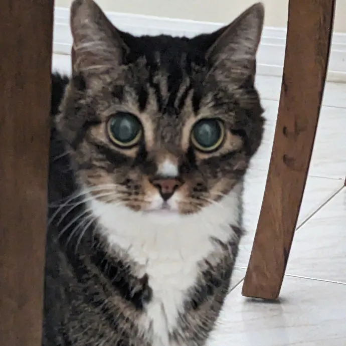 Orlando's Cat Whisperer