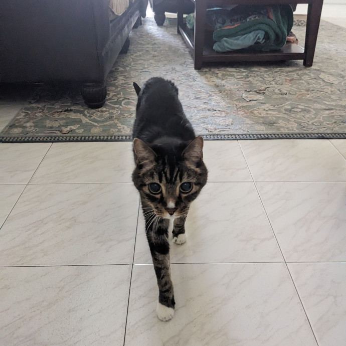Orlando's Cat Whisperer