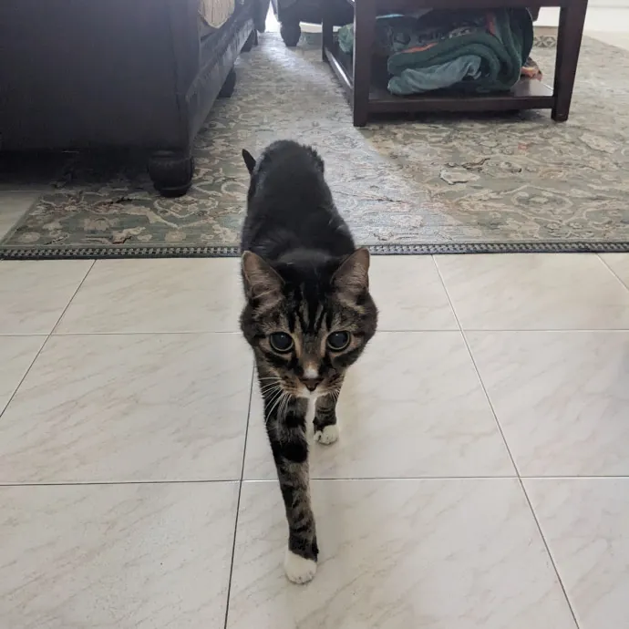 Orlando's Cat Whisperer