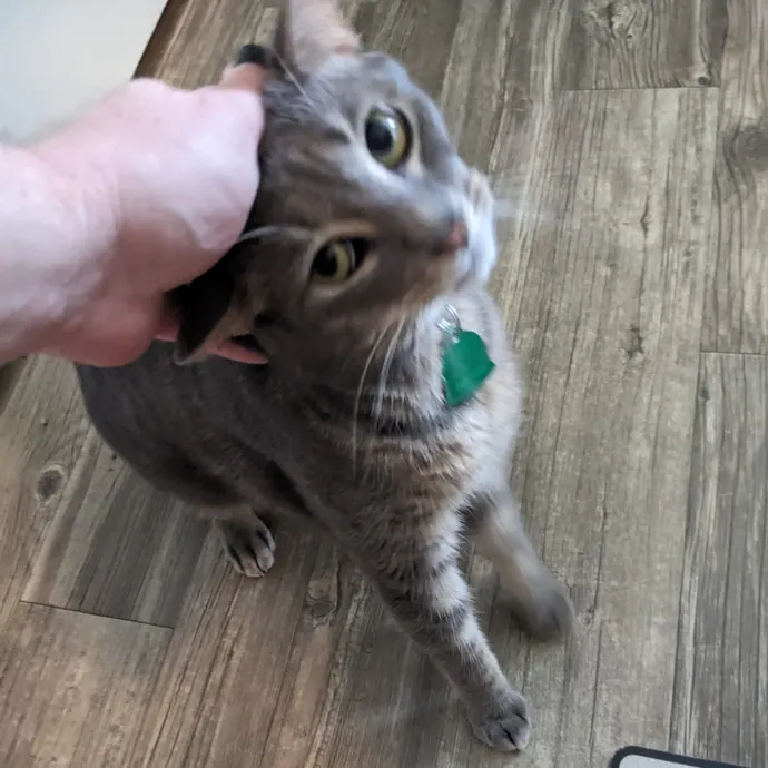 Orlando's Cat Whisperer