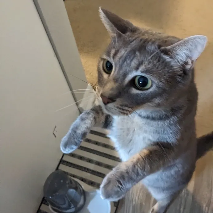 Orlando's Cat Whisperer