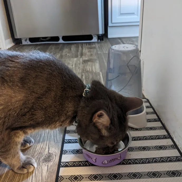 Orlando's Cat Whisperer