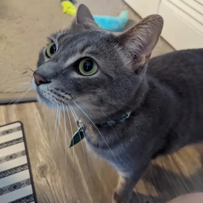 Orlando's Cat Whisperer