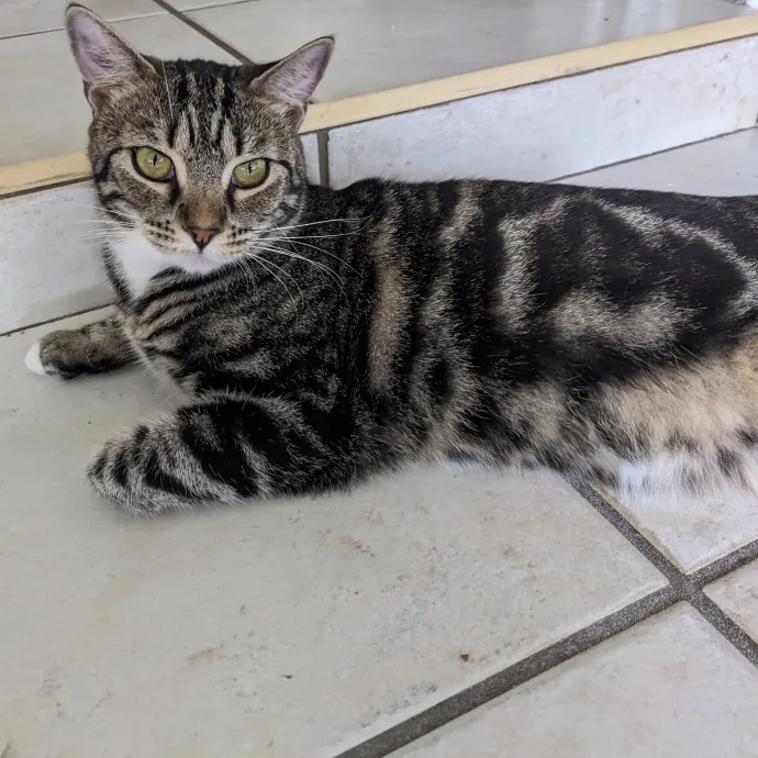 Orlando's Cat Whisperer