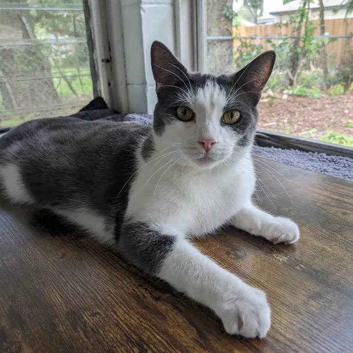 Orlando's Cat Whisperer