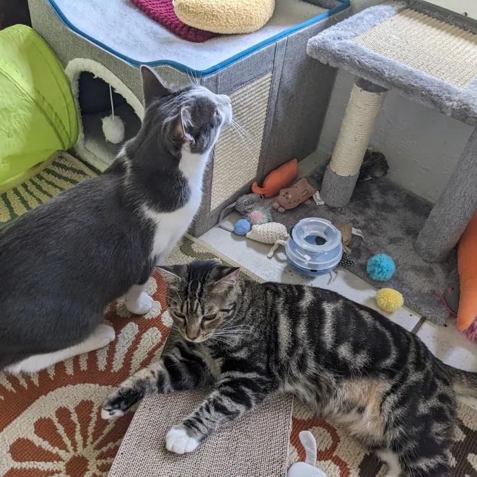 Orlando's Cat Whisperer