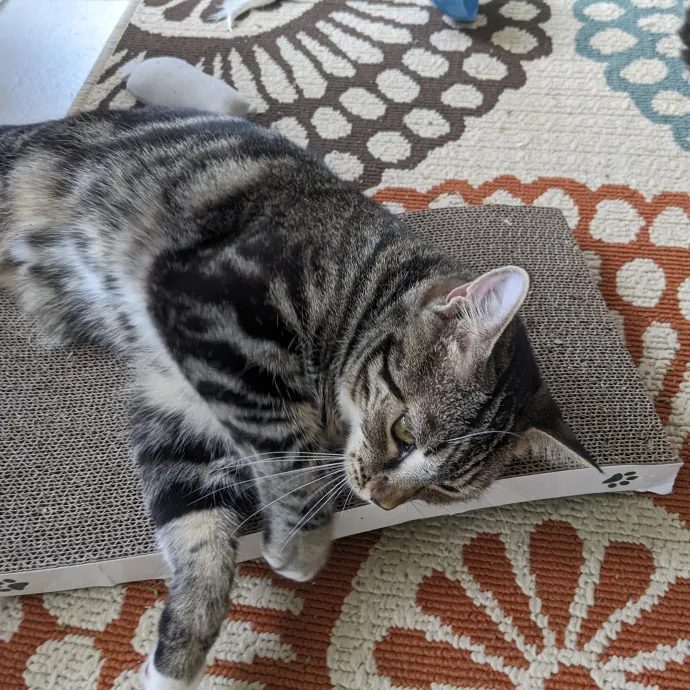 Orlando's Cat Whisperer