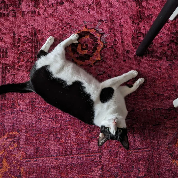 Orlando's Cat Whisperer