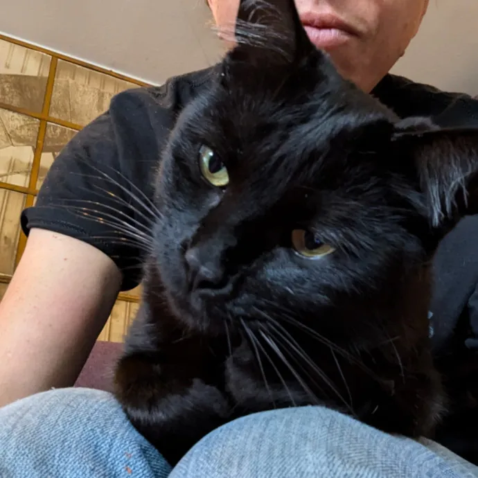 Orlando's Cat Whisperer