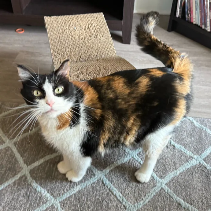 Orlando's Cat Whisperer