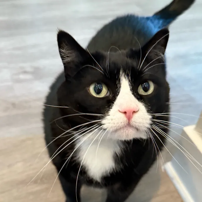 Orlando's Cat Whisperer