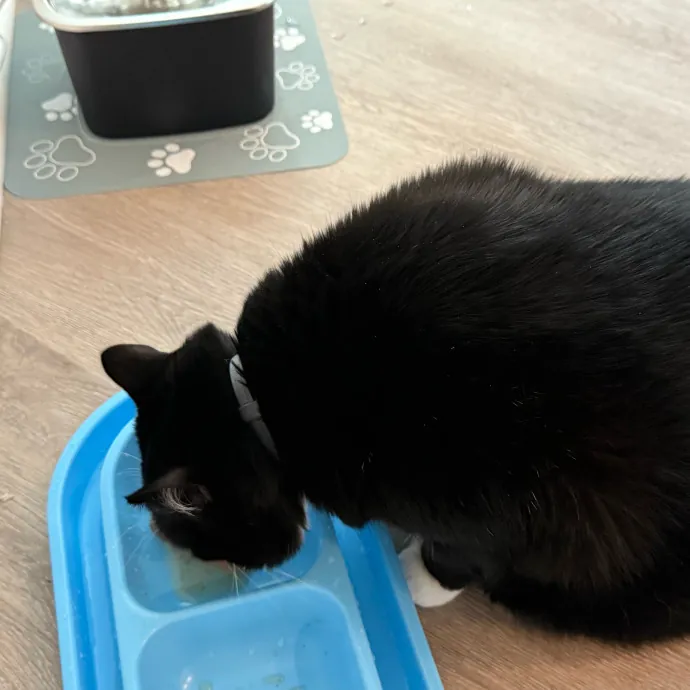 Orlando's Cat Whisperer